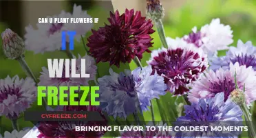 Frosty Blossoms: Can You Plant Flowers Before the Freeze?