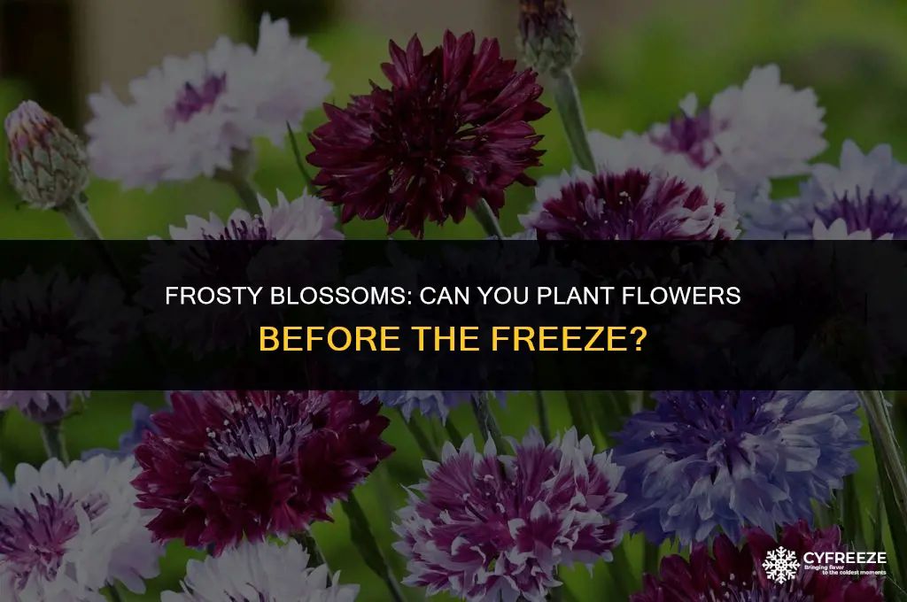 can u plant flowers if it will freeze