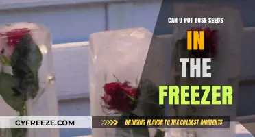 Freezing Rose Seeds: A Simple Guide to Preserve Your Blooms