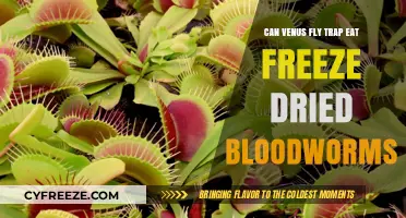 Exploring the Venus Fly Trap's Appetite: Can It Eat Freeze-Dried Bloodworms?