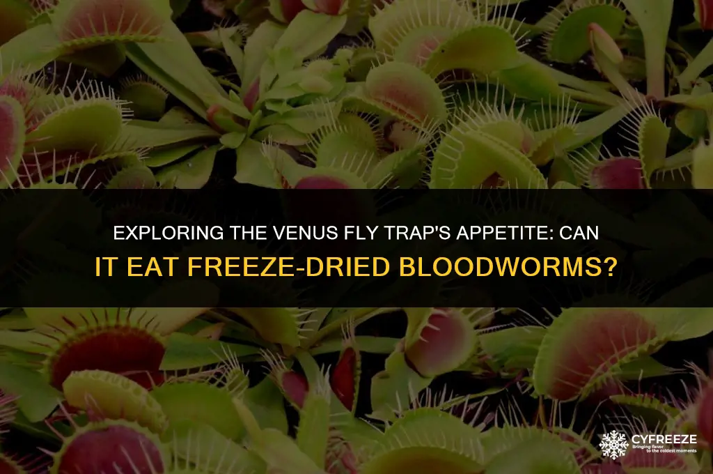 can venus fly trap eat freeze dried bloodworms