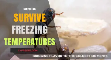 Can Weevils Survive Freezing Temperatures? Exploring Their Cold Tolerance
