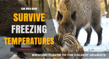 Wild Boar Survival: How They Endure Freezing Winter Conditions