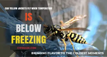 Can Yellow Jackets Fly in Freezing Temperatures? Surprising Facts Revealed