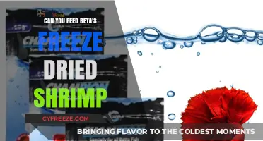Beta Fish Diet: The Benefits and Risks of Freeze-Dried Shrimp