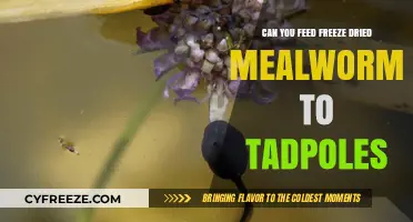 Sustainable Tadpole Diet: The Benefits of Freeze-Dried Mealworms