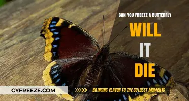 The Fate of Frozen Flutter: Will a Butterfly Survive the Chill?