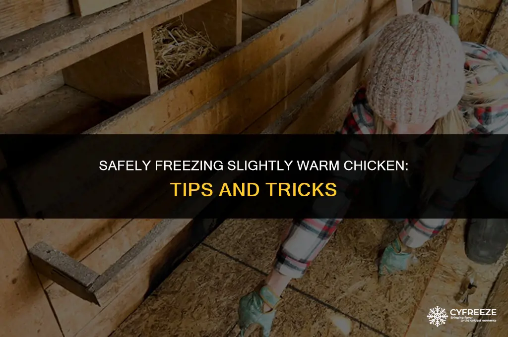 can you freeze chicken slightly warm food