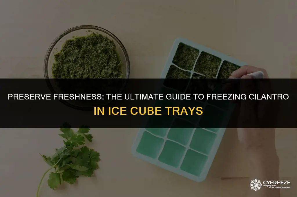 can you freeze cilantro in ice cube trays