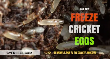 Freezing Cricket Eggs: A Guide to Preservation and Hatching Success