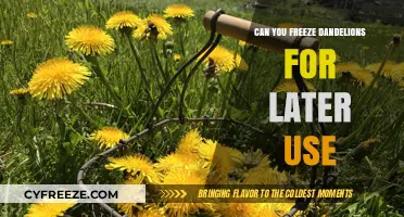 Freezing Dandelions: A Guide to Preserving Their Benefits for Later Use