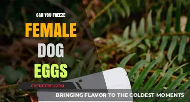 Freezing Female Dog Eggs: A Viable Option for Canine Fertility Preservation?
