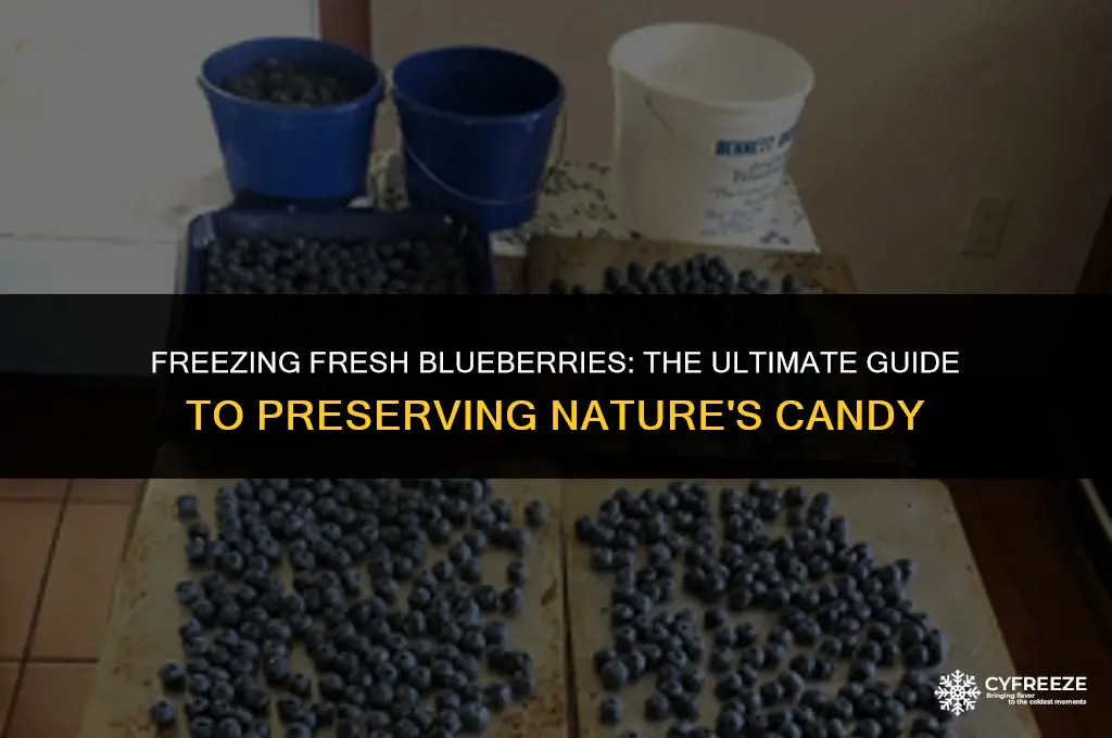 can you freeze fresh blueberries without washing them first