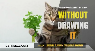 Preserving Fresh Catnip: A Guide to Freezing Without Drawing It