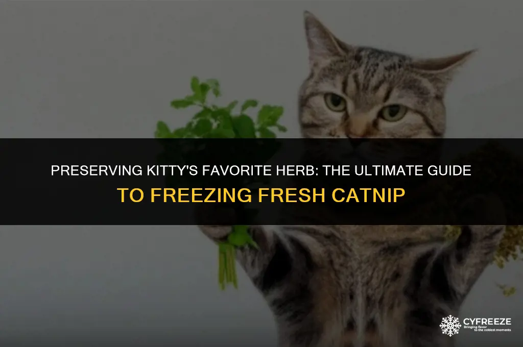 can you freeze fresh catnip