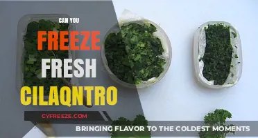 Fresh Cilantro: The Ultimate Guide to Freezing and Preserving