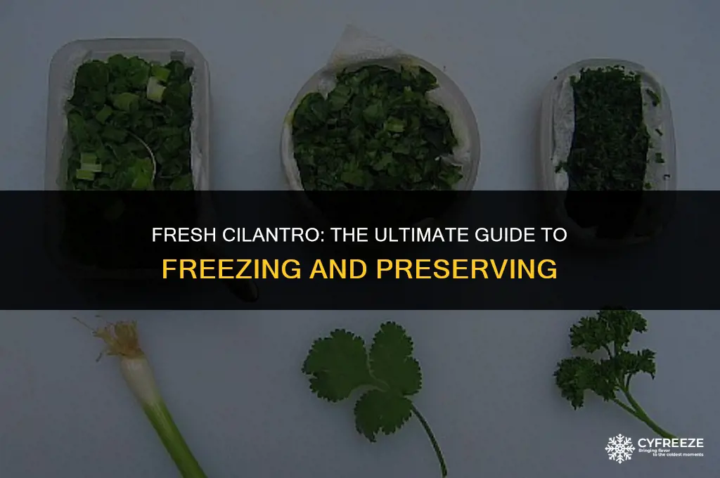 can you freeze fresh cilaqntro