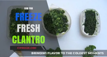 Preserve Fresh Cilantro: A Guide to Freezing Herbs