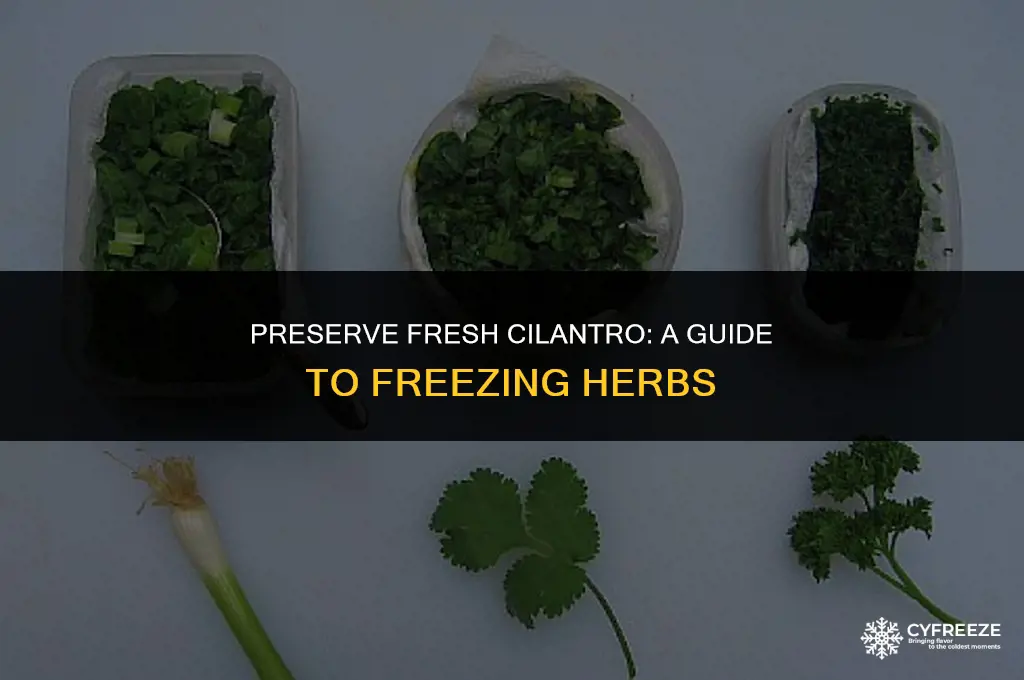 can you freeze fresh clantro