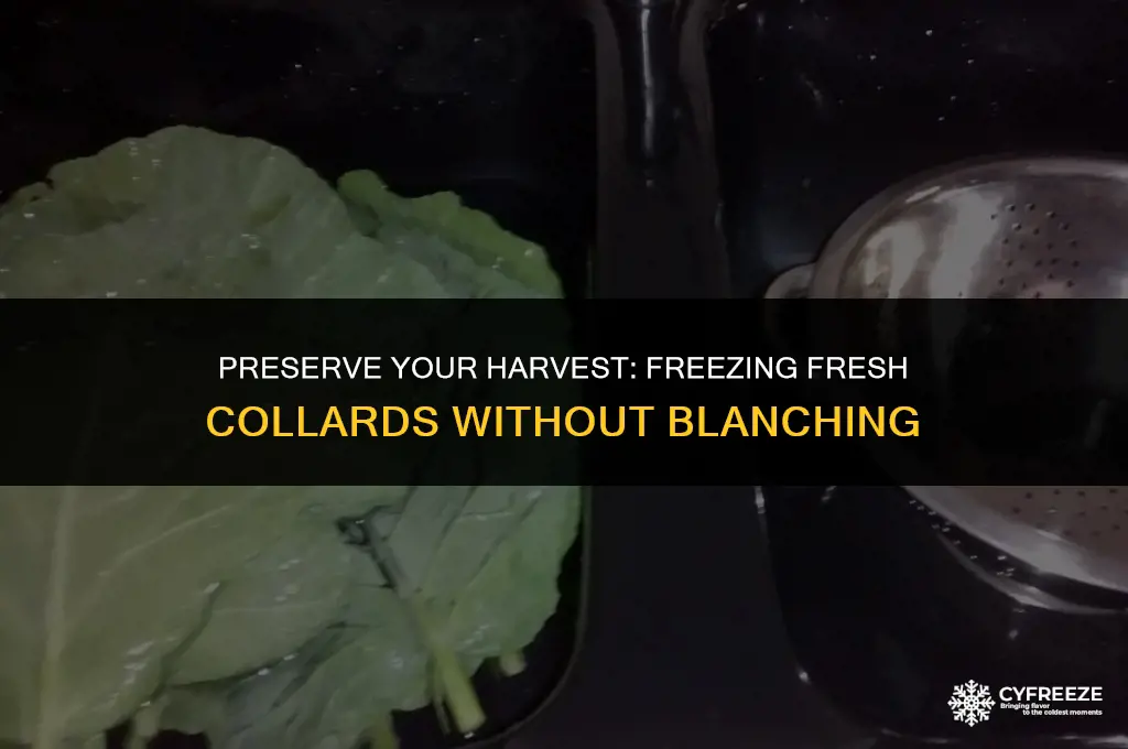 can you freeze fresh collards without blanching