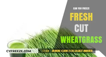 Preserving Nature's Bounty: The Ultimate Guide to Freezing Fresh-Cut Wheatgrass