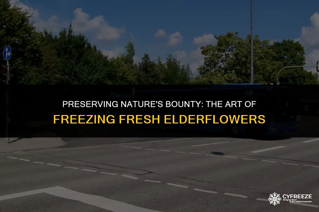 can you freeze fresh elderflowers