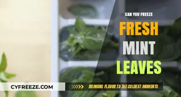 Preserving Freshness: The Ultimate Guide to Freezing Mint Leaves