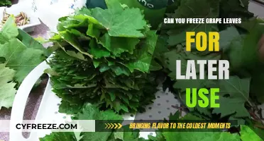 Freezing Grape Leaves: A Handy Guide for Preserving Freshness