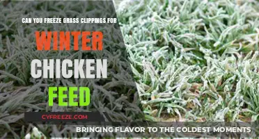 Sustainable Winter Feeding: Freezing Grass Clippings for Chickens