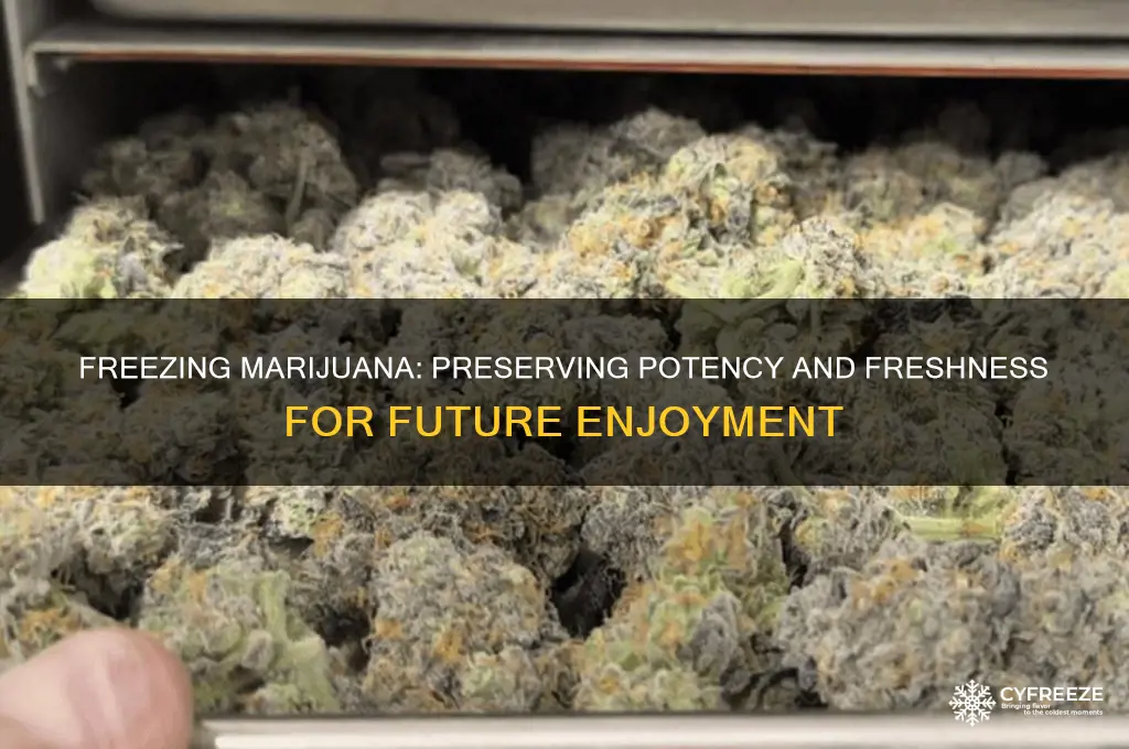 can you freeze marijuana for later use
