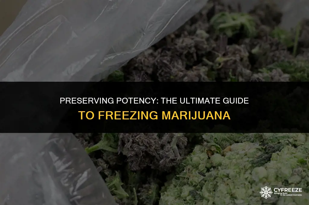 can you freeze marijuana to keep it fresh