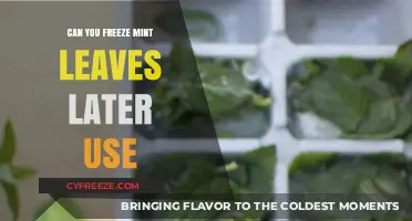 Freezing Mint Leaves: A Simple Guide for Later Use