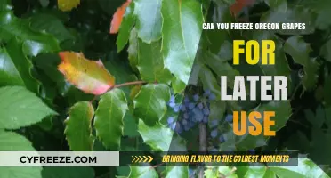 Freezing Oregon Grapes: A Guide to Preserving Their Unique Flavor