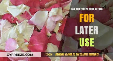 Freezing Rose Petals: A Guide to Preserving Their Beauty and Fragrance