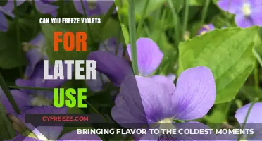 Freezing Violets: A Guide to Preserving Their Beauty for Later Use