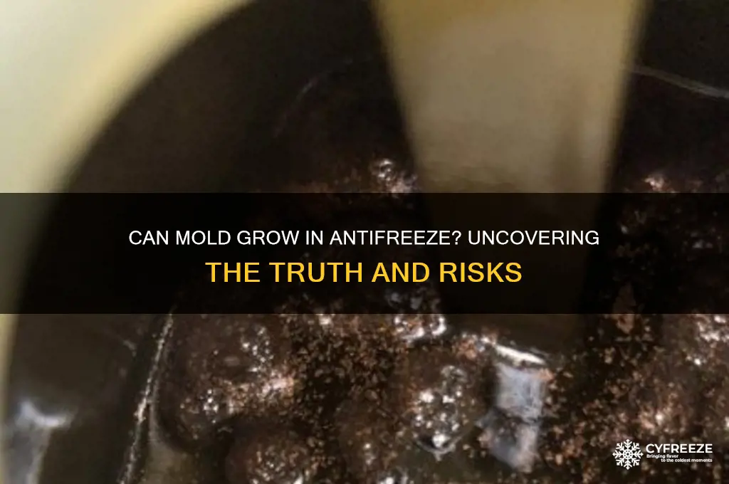 can you get mold in anti freeze