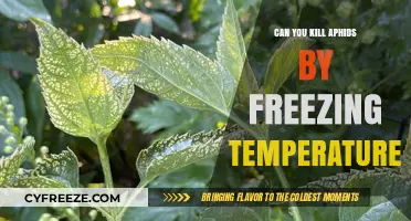 Freezing Temperatures: Effective Aphid Control for Your Garden