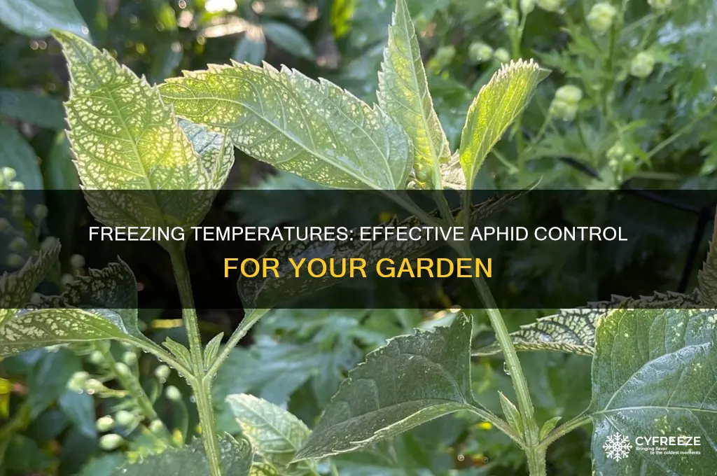 can you kill aphids by freezing temperatures