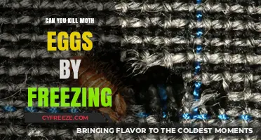 Freezing Moth Eggs: Effective Method to Kill and Prevent Infestation