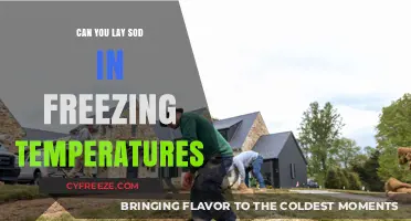 Laying Sod in Winter: Can You Install Sod in Freezing Temps?
