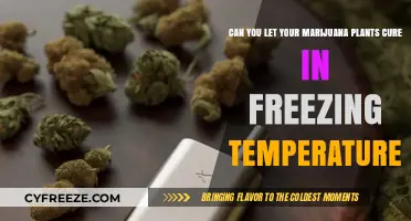 Freezing Cure: Can Cold Temperatures Enhance Marijuana Plant Curing?