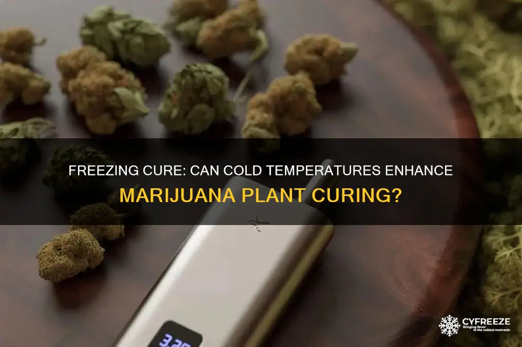 can you let your marijuana plants cure in freezing temperatures