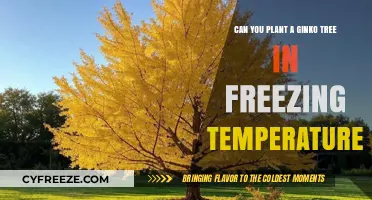 Planting Ginkgo Trees in Freezing Temperatures: What You Need to Know
