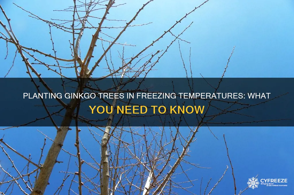 can you plant a ginko tree in freezing temperatures