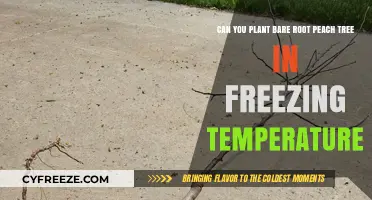 Planting Bare Root Peach Trees in Freezing Temperatures: What You Need to Know