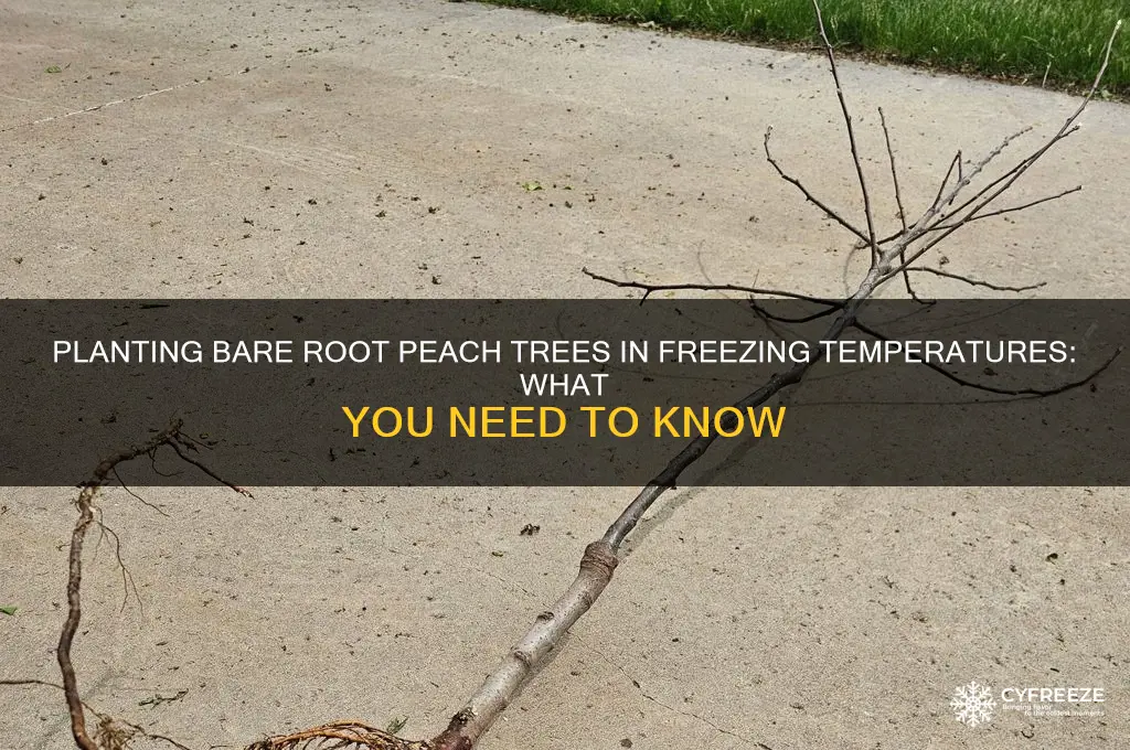can you plant bare root peach tree in freezing temperature