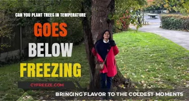 Planting Trees in Freezing Temperatures: What You Need to Know