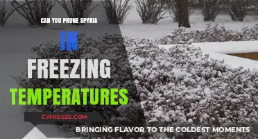 Pruning Spyria in Freezing Temps: Risks, Tips, and Best Practices