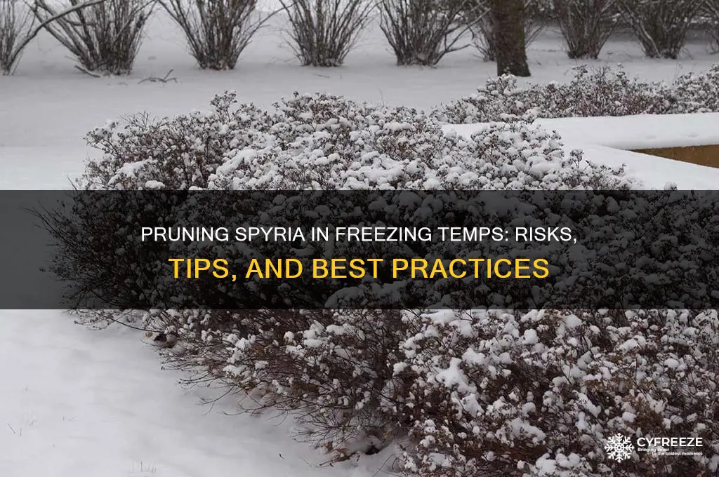 can you prune spyria in freezing temperatures