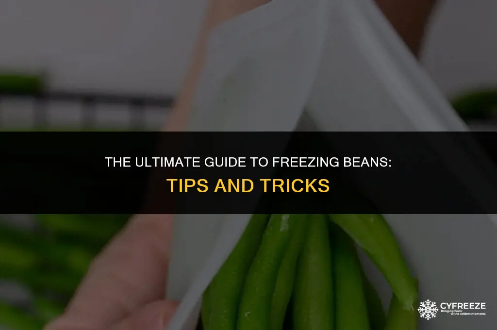 can you put a bean freeze in the fridge